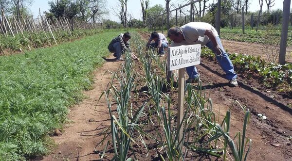 Escuelas agrícolas recuperan presupuesto que MAG pretendía recortar - Economía - ABC Color