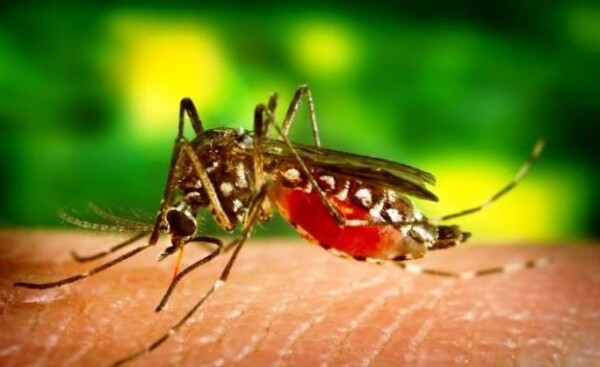 OPS emite alerta regional por chikungunya