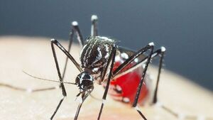 Senepa usará mosquitos estériles