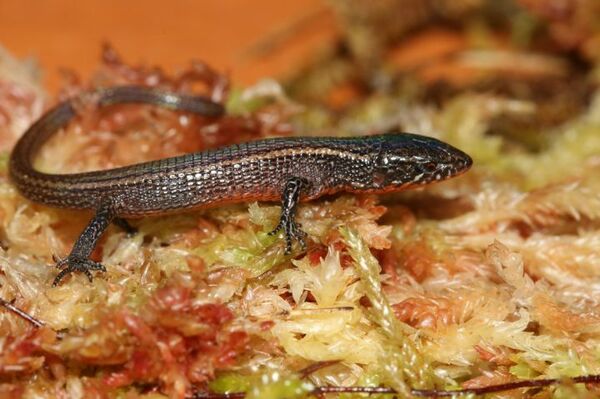 Diario HOY | Descubren nueva especie de lagarto en Perú