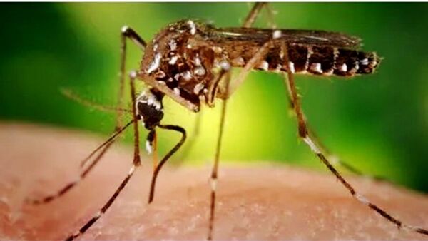 Chikungunya: Suman 10 muertes y cantidad de internados llega a 220