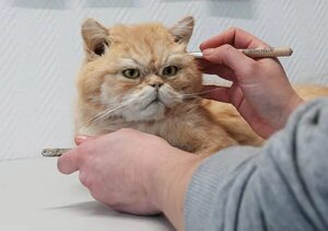Para siempre: las mascotas más queridas pueden ser embalsamadas - Mascotas - ABC Color
