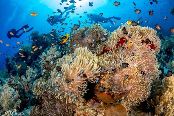 Bucear en el mar Rojo en Egipto, la selva tropical de los mares - Viajes - ABC Color