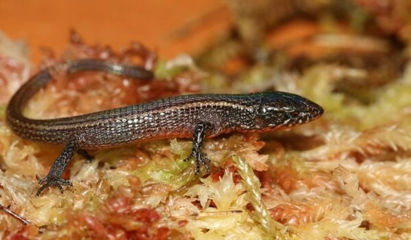 Descubren nueva especie de lagarto en Perú