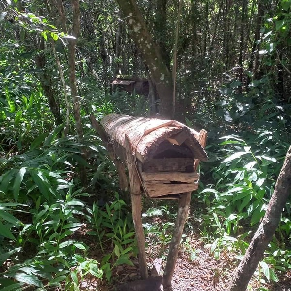 Abuelito falleció tras intentar sacar miel de un panal de abejas