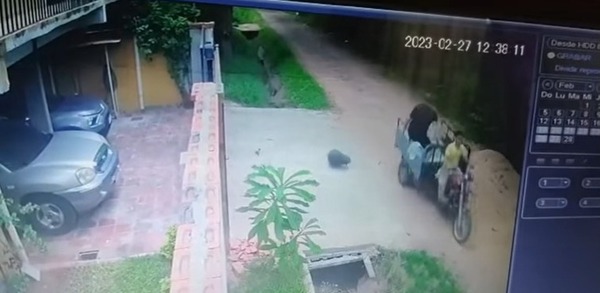 Intendente ofrece recompensa para identificar a puercos | 1000 Noticias