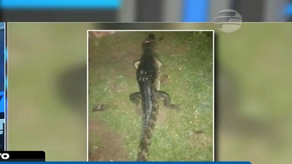 Hambriento yacaré atacó a un nativo en Puerto Casado - Noticias Paraguay