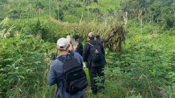 Concepción: Anulan más de 24 toneladas de marihuana - Noticias Paraguay