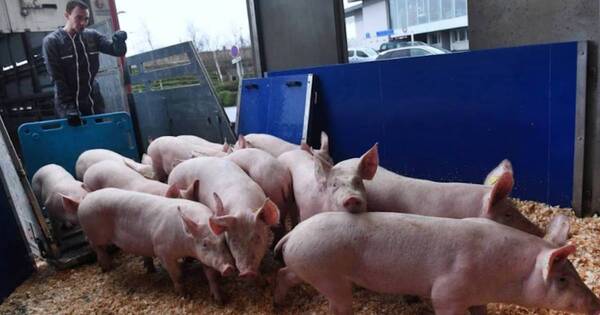 La Nación / Mejor panorama en el sector porcino se dará recién en 2024