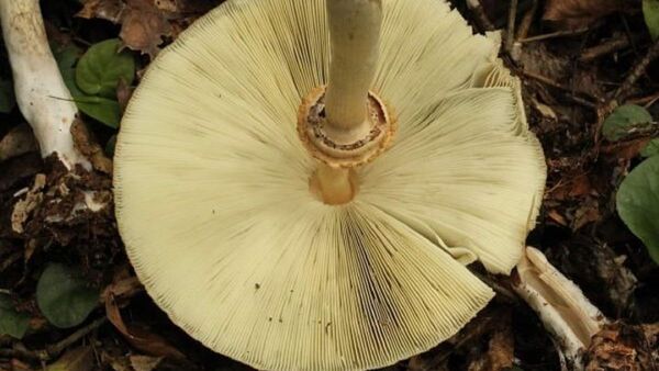 Investigadores descubren nueva especie de hongo en Paraguay