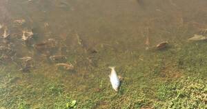 La Nación / Preocupa que peces copen orillas del río Paraguay, aseguran que no es normal