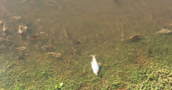 La Nación / Preocupa que peces copen orillas del río Paraguay, aseguran que no es normal