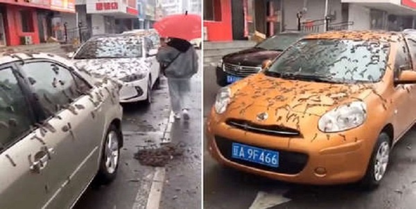 Diario HOY | VIDEO| Una supuesta "lluvia de gusanos" en China inquieta a la Red