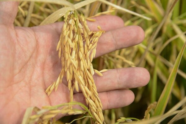 Paraguay con gran potencial en producción de arroz
