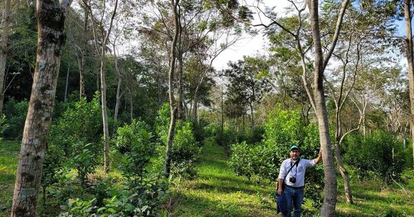 La Nación / Investigador paraguayo coordina red internacional de biodiversid