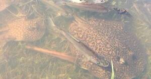 La Nación / Preocupa que peces copen orillas del río Paraguay