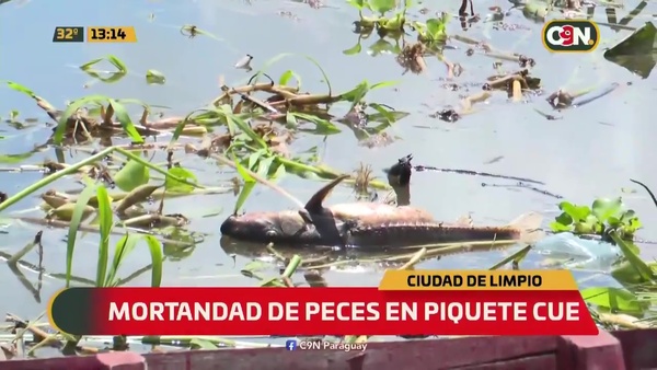 Mortandad de peces en Piquete Cue - C9N