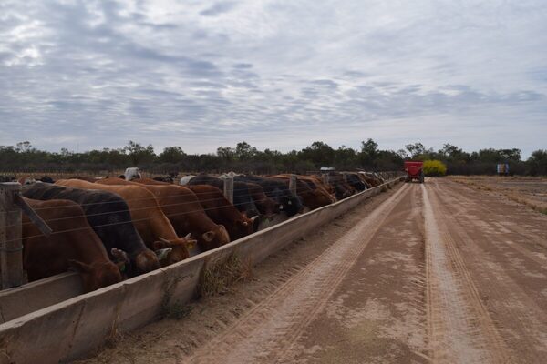 En Argentina los feedlots revierten las pérdidas y preparan cortes para Cuota 481