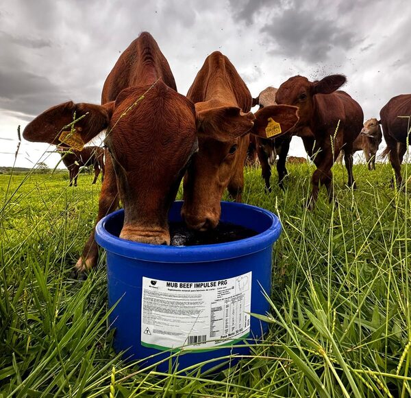 MUB el suplemento animal que busca revolucionar la producción a nivel nacional