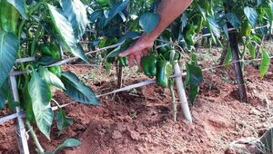 Verde que te quiero verde: crece producción de locote (pero demanda aún supera a oferta)