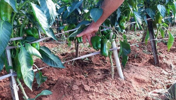 Verde que te quiero verde: crece producción de locote (pero demanda aún supera a oferta)