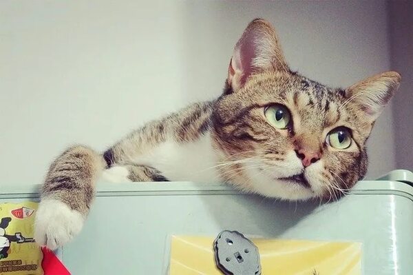 Gatos: el problema de la diarrea y sus múltiples causas - Mascotas - ABC Color