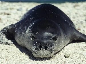 Salvar focas de la contaminación   - Ciencia - ABC Color