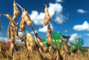 Cultivo de soja deja al menos 2.000 kilos por hectárea