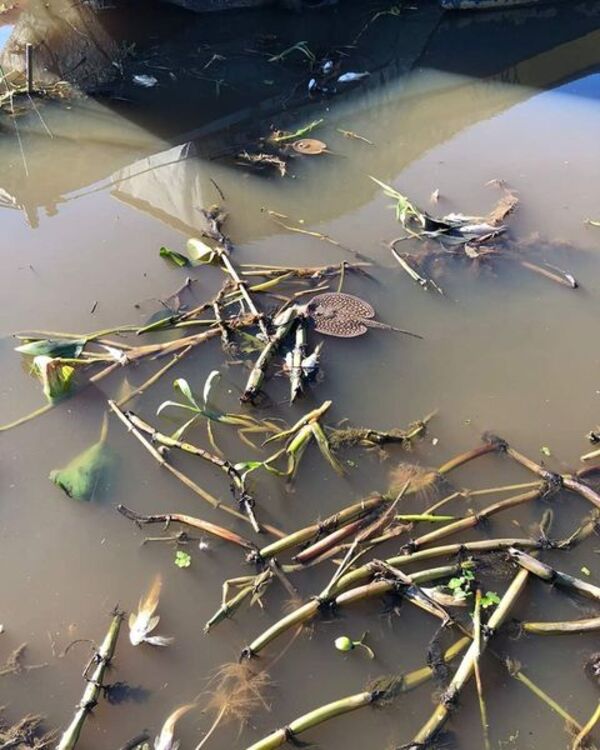 MUESTRAS DE AGUA DE LAS ZONAS DONDE SE DENUNCIARON MORTANDAD DE PECES SERÁN ANALIZADAS - La Voz del Norte