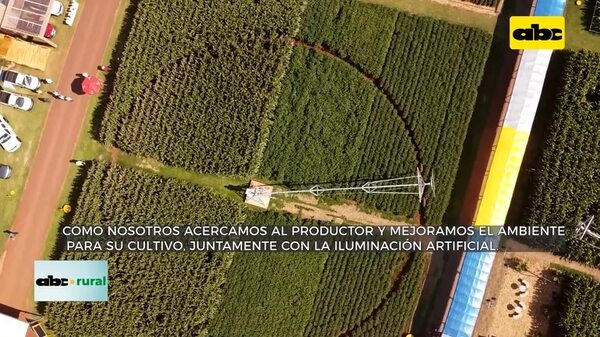 Video: uso de luz y riego para aumentar rendimiento de cultivos - ABC Rural - ABC Color