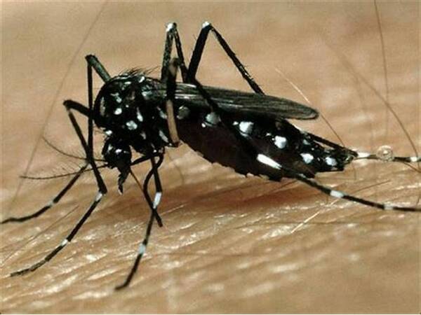 ¡Qué tristeza! Bebé de un año muere por chikungunya
