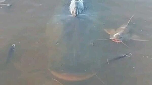 Peces que agonizan no deben comerse, avisan