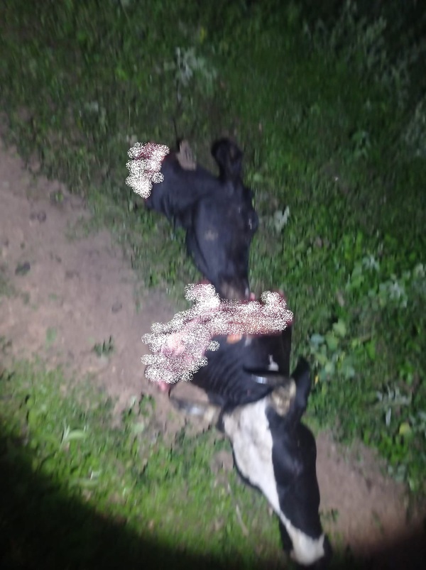 Abigeos asaltan granja, toman de rehenes a dos personas y faenan tres animales vacunos | Radio Regional 660 AM