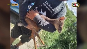 Rescatan a un venado en Remansito - C9N
