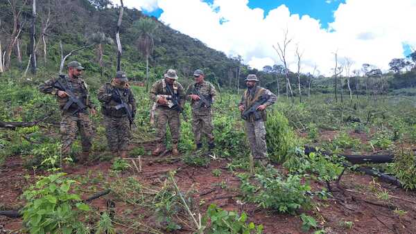 Policía destruye 20 hectáreas de marihuana en Yby Ya’u