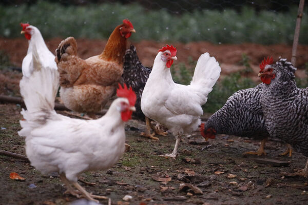 Chile detecta el primer caso de gripe aviar en aves de corral y para exportación - MarketData