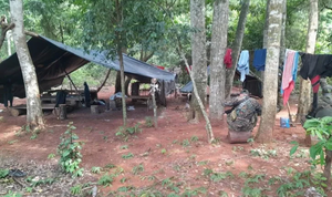 Policía destruye 20 hectáreas de marihuana en Yby Yaú - Noticiero Paraguay