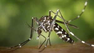 Alertan a la Fiscalía sobre venta de "pastillas que curan la chikungunya" - Noticias Paraguay