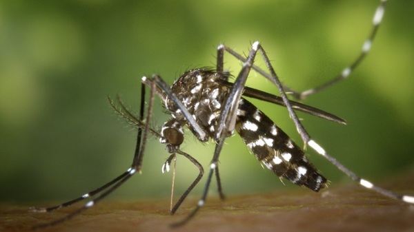 Alertan a la Fiscalía sobre venta de "pastillas que curan la chikungunya" - Noticias Paraguay