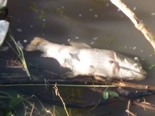 Mortandad de peces es por causas naturales, según Mades - La Tribuna