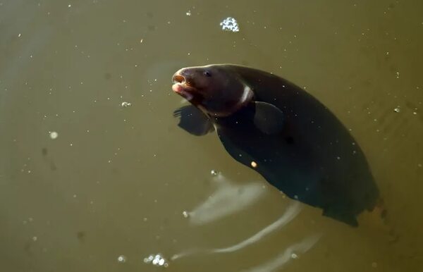 Mortandad de peces: apuntan a falta de oxígeno en el agua por las crecidas pero no descartan contaminación - Nacionales - ABC Color