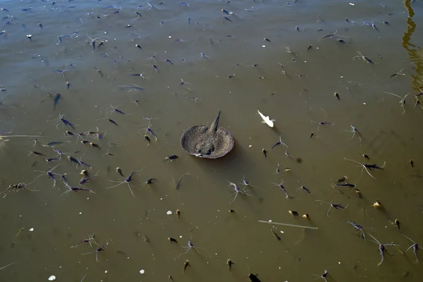 PECES QUE AGONIZAN NO DEBEN COMERSE, ALERTAN DESDE EL MADES - La Voz del Norte