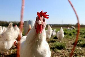 Gripe aviar: Chile confirma primer caso en aves de corral
