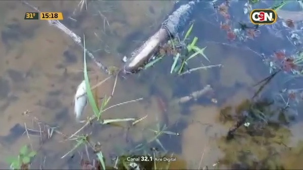 Mortandad de peces ¿Por qué? - C9N