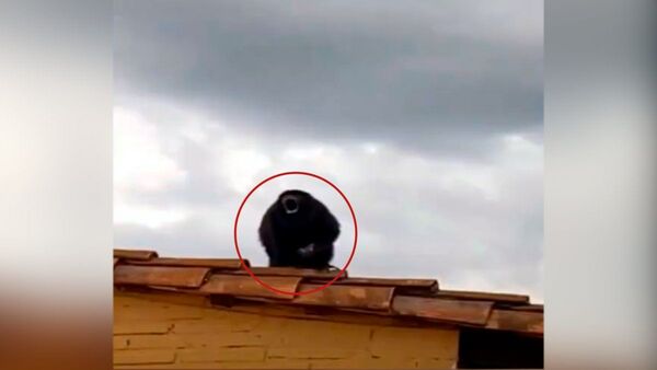 Un mono sorprende a vecinos de Barrio Obrero