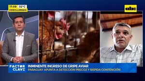Video: Inminente ingreso de gripe aviar  - Factor Clave - ABC Color