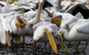 Diario HOY | Más de 600 pelícanos muertos en isla colombiana del Pacífico por gripe aviar