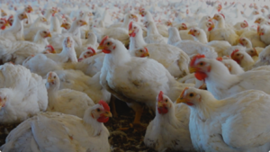 Latinoamérica en alerta: ¿Cómo se frena la gripe aviar?