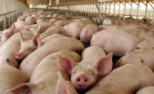 Imputan a dos hermanos por hurtar 75 cerdos de una granja
