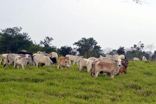 Estudio de la NASA muestra que Paraguay tiene balance positivo de carbono - Nacionales - ABC Color